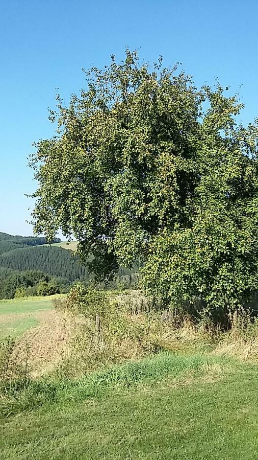Shepherds Cottage Euscheid Экстерьер фото